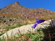 08 Fiore di Campanula con cima del Pizzo di Giacomo